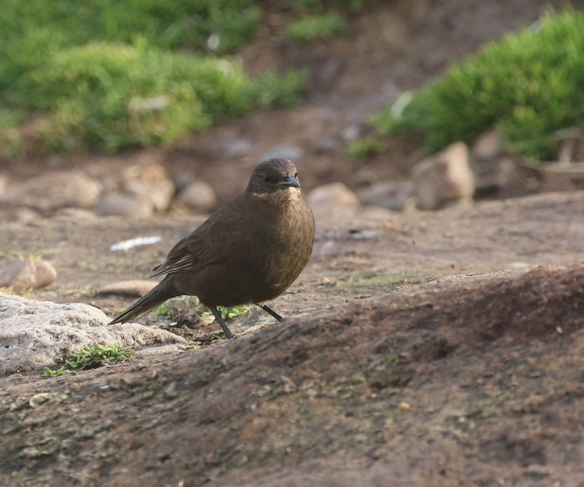 sotbergkall (antarcticus) - ML624475563