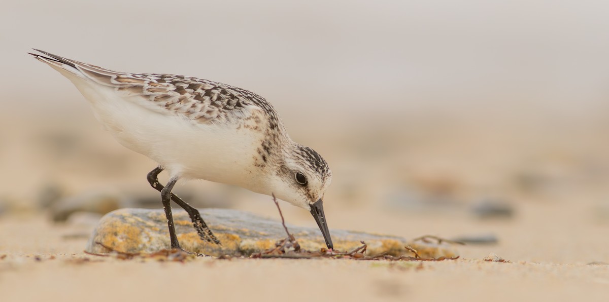 Sanderling - ML624475566