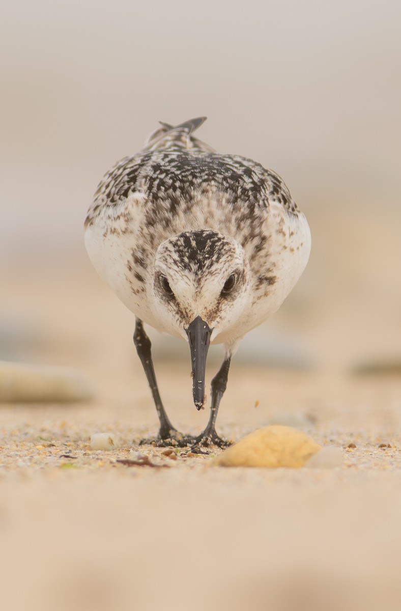 Sanderling - ML624475567