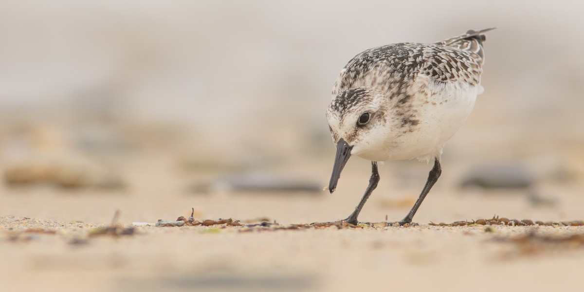 Sanderling - ML624475568