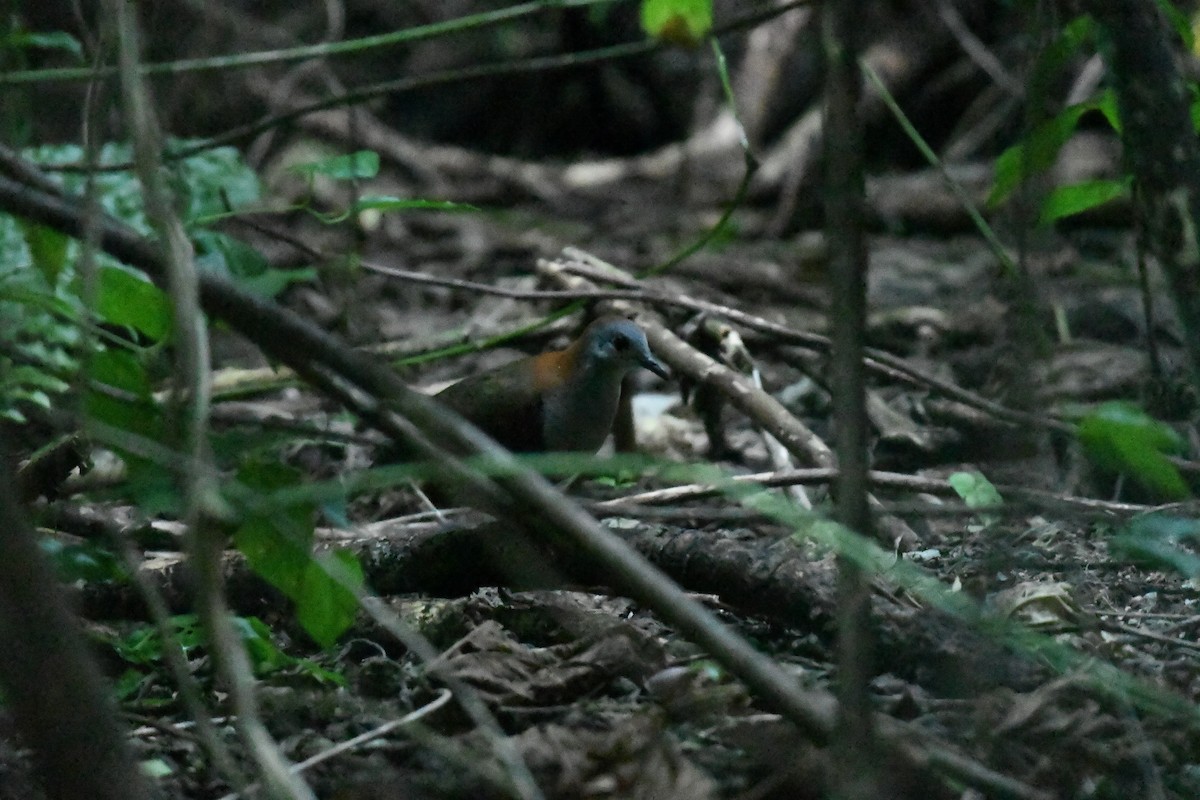 Palau Ground Dove - ML624475658