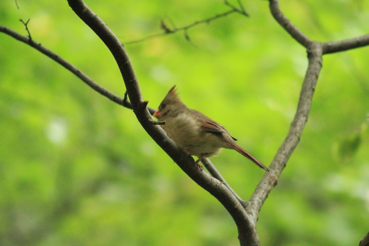 Northern Cardinal - ML624475699