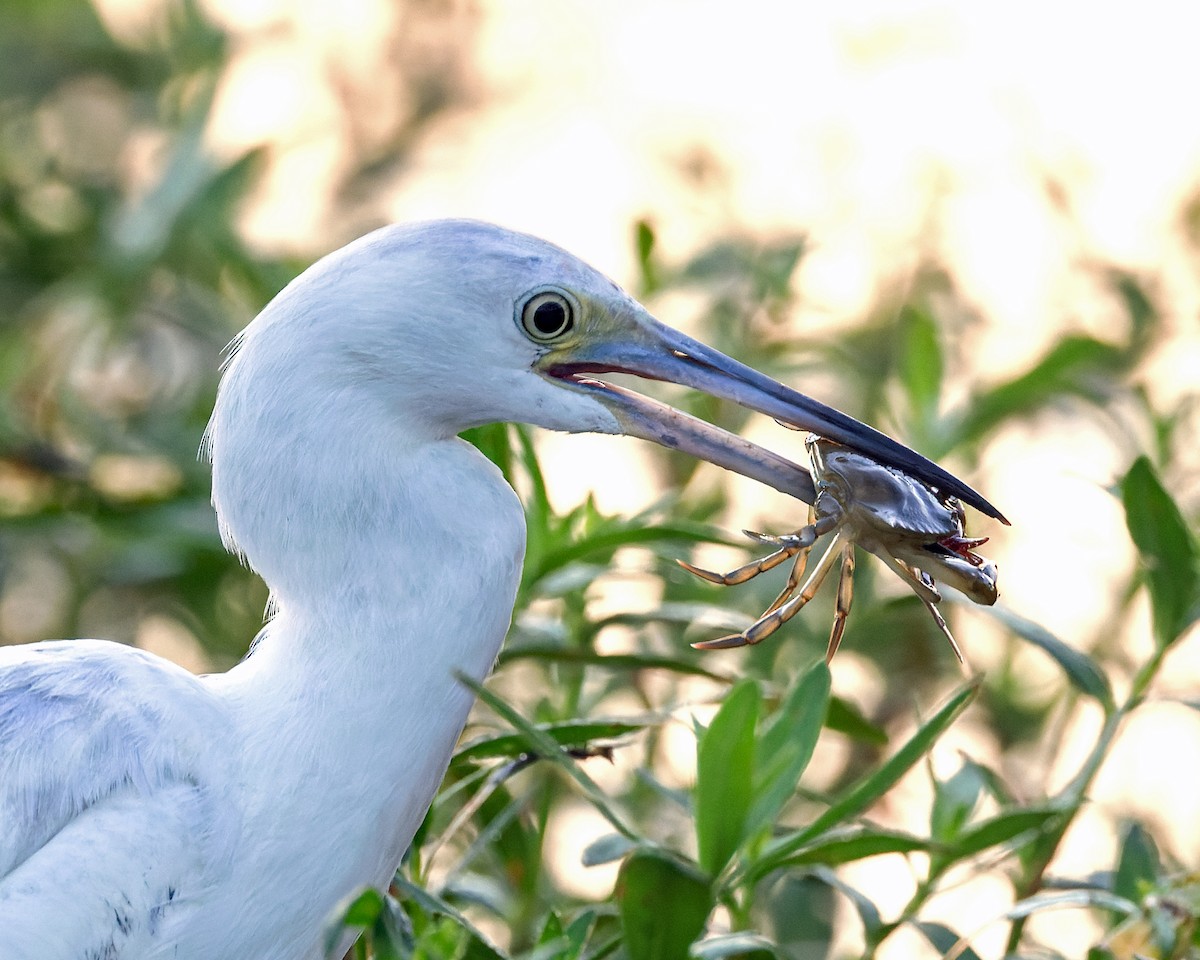 Little Blue Heron - ML624475733