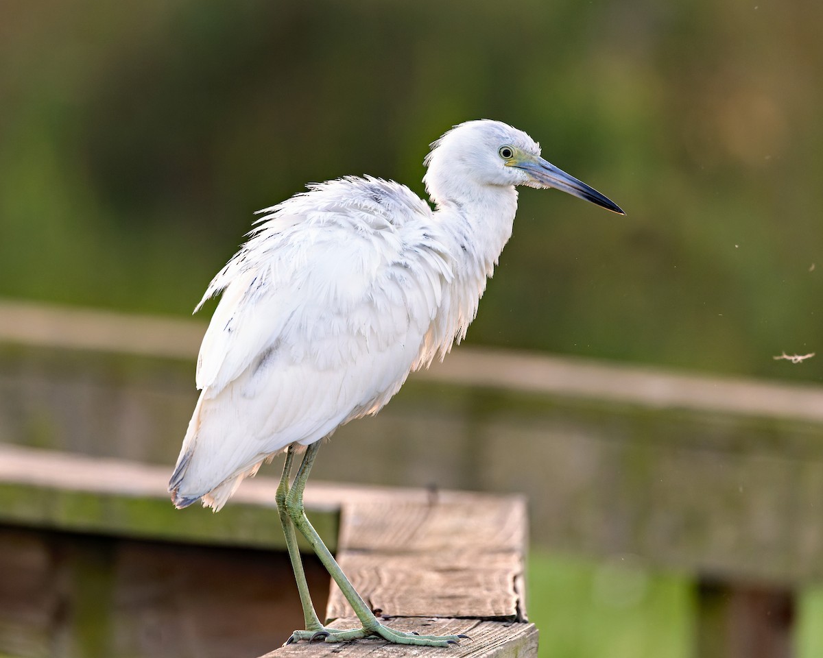 Little Blue Heron - ML624475734