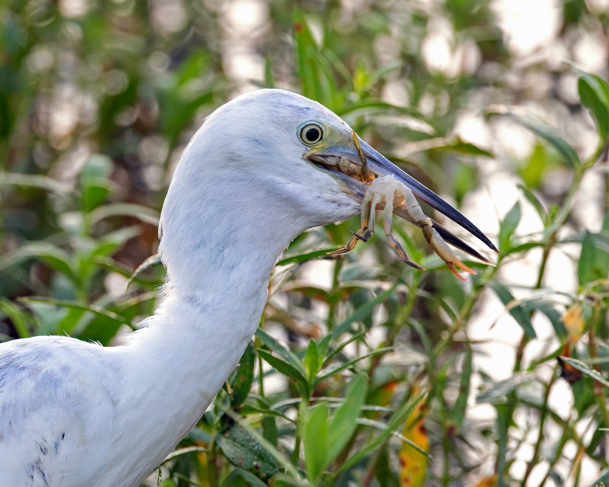 Little Blue Heron - ML624475735