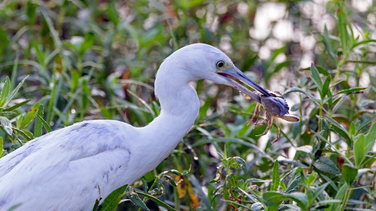 Little Blue Heron - ML624475736