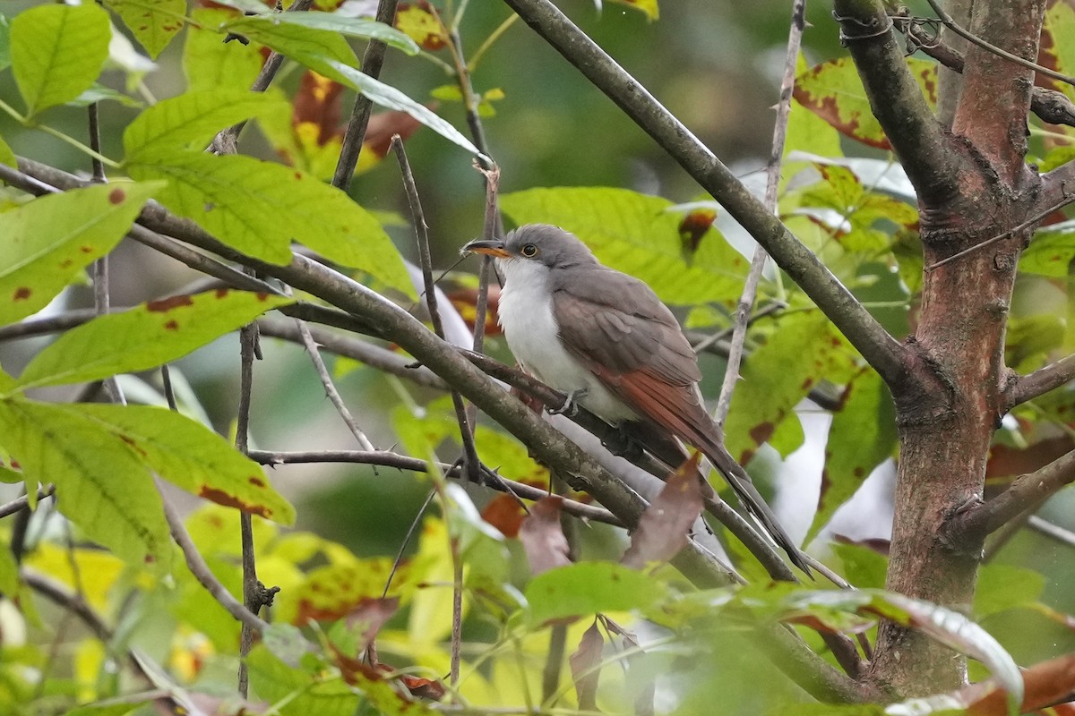 Yellow-billed Cuckoo - ML624475844