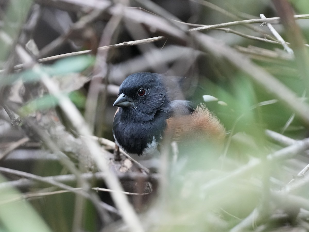 Eastern Towhee - ML624476023