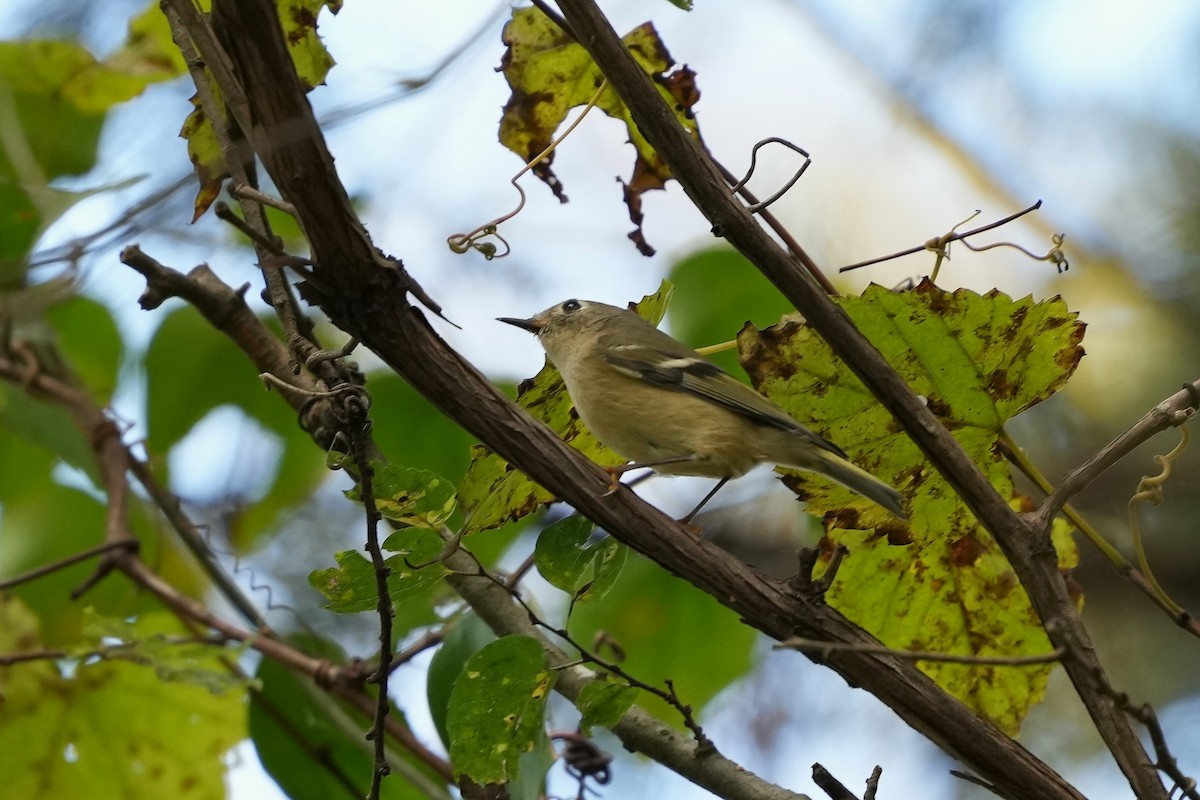 Ruby-crowned Kinglet - ML624476066