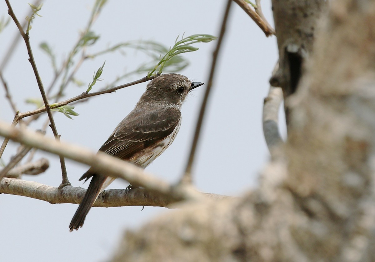 Vermilion Flycatcher (Austral) - ML624476164