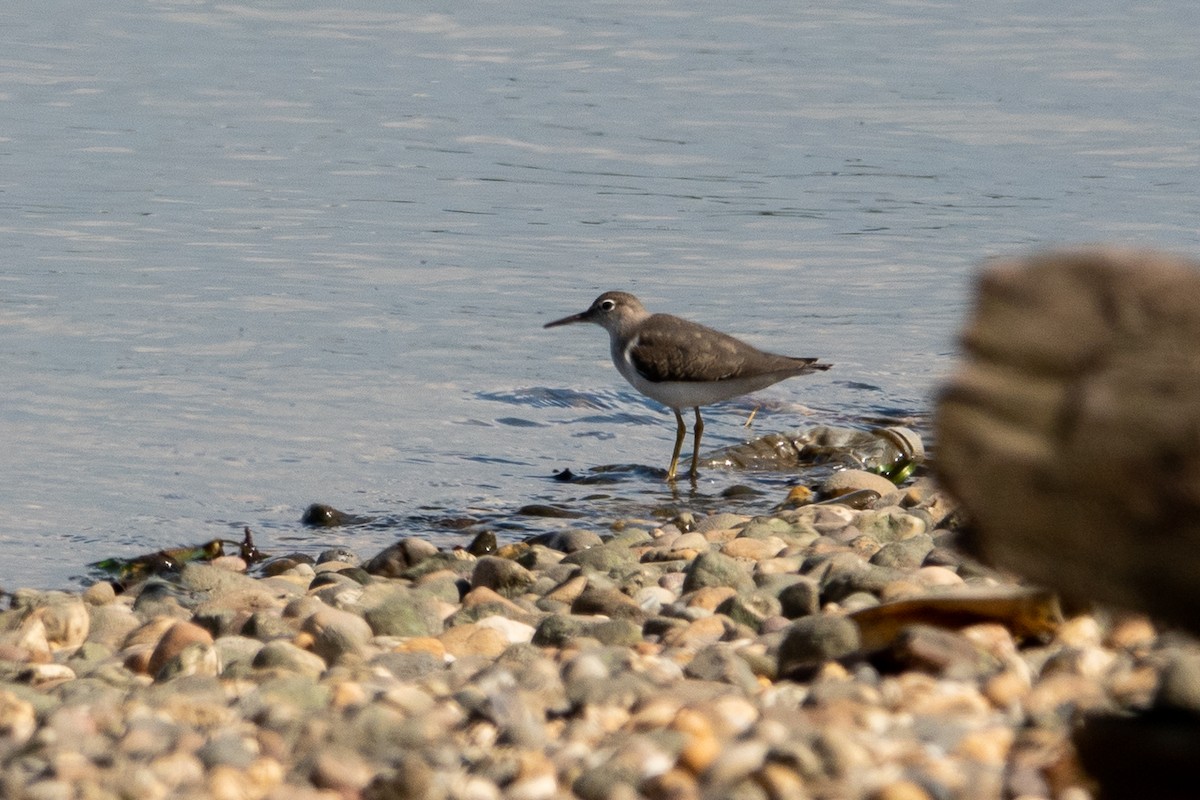 Spotted Sandpiper - ML624476244