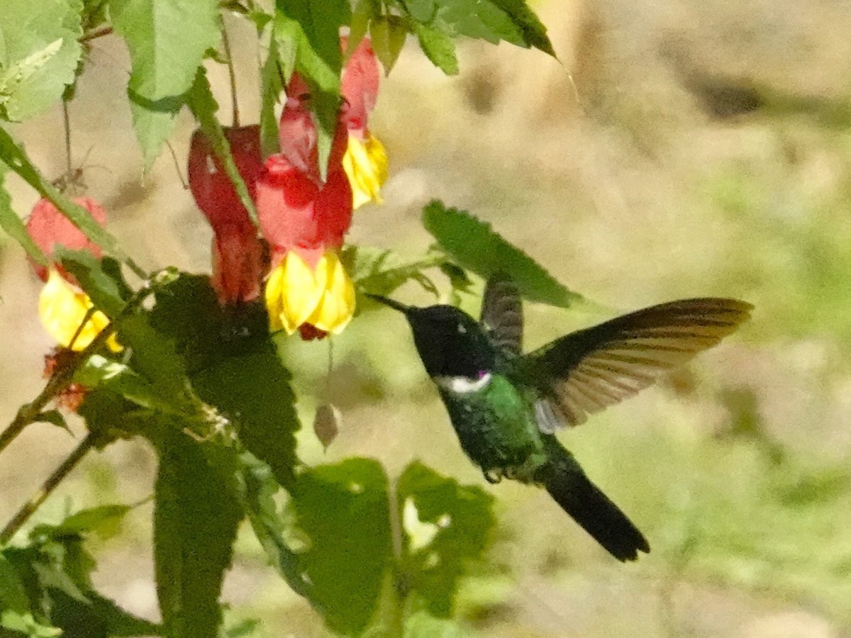 White-throated Daggerbill - ML624476381