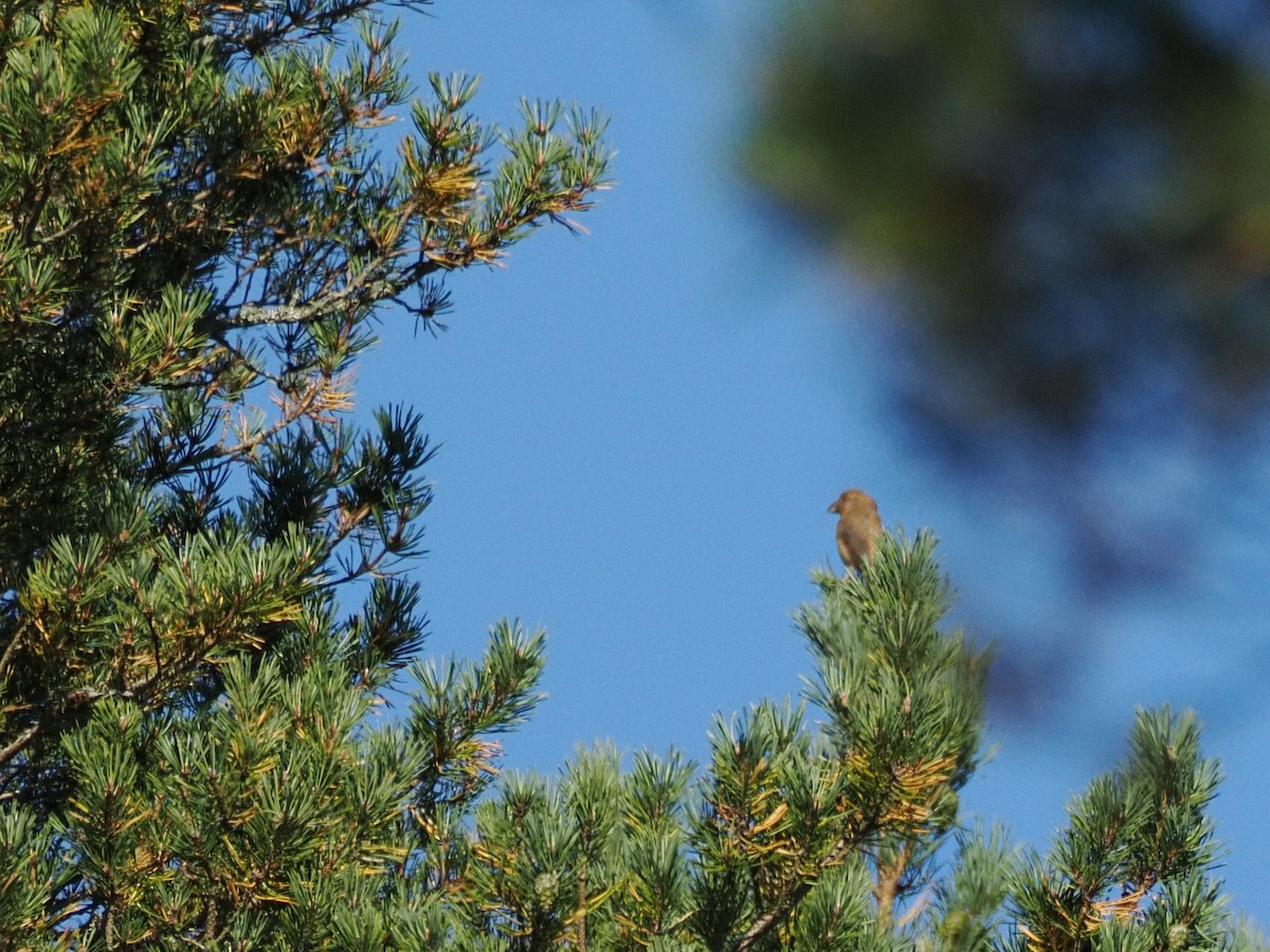 crossbill sp. - ML624476409