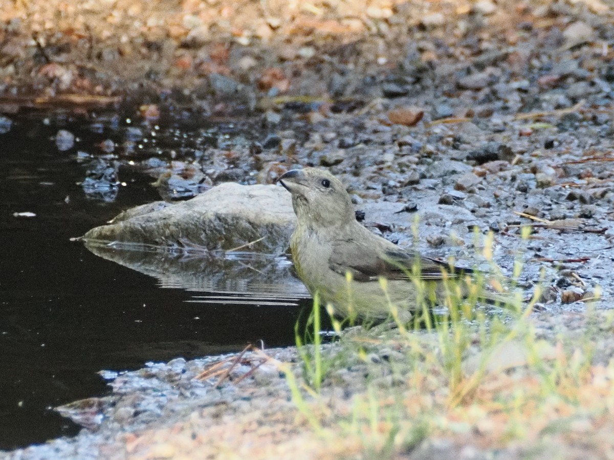 crossbill sp. - ML624476447