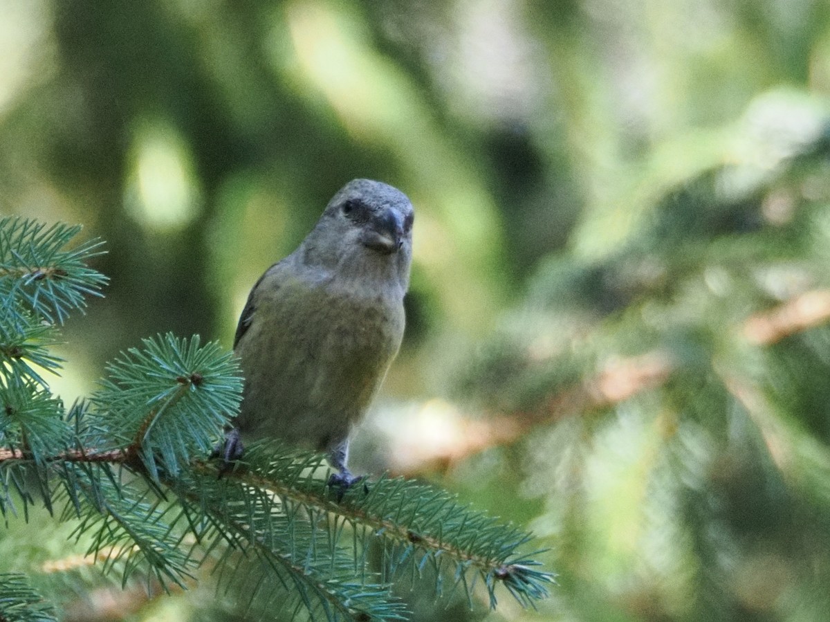 crossbill sp. - ML624476466