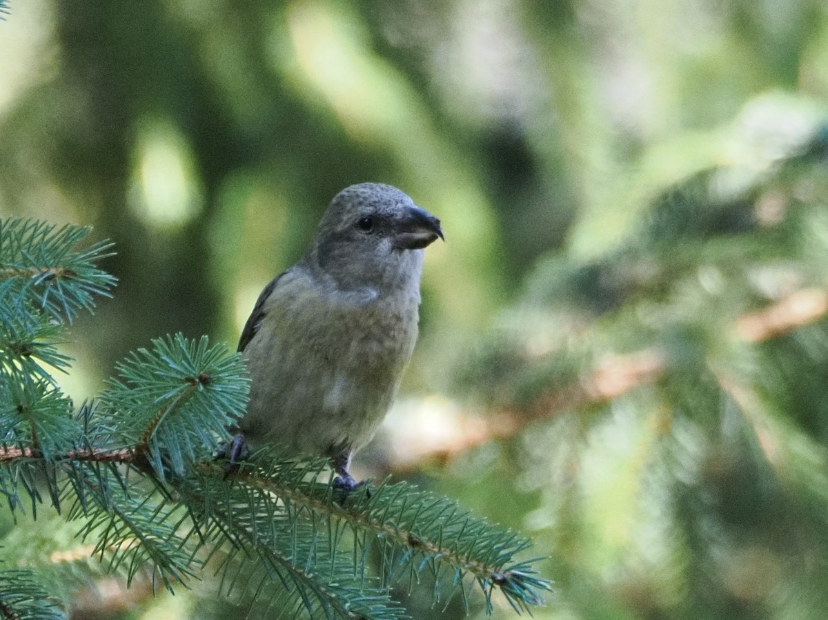 crossbill sp. - ML624476468
