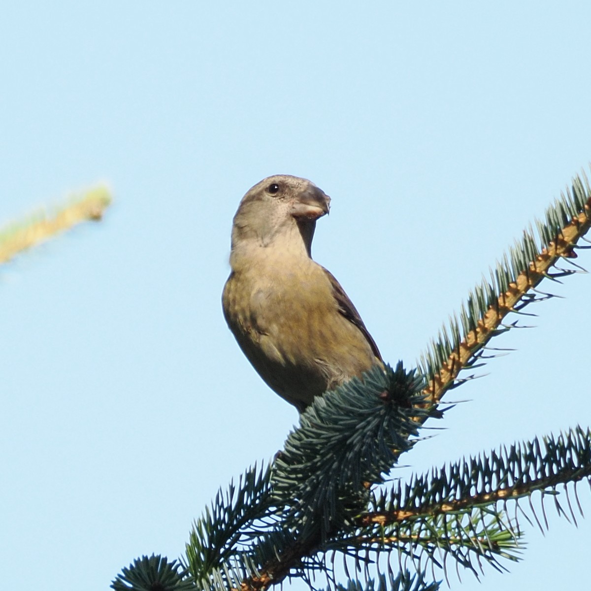 crossbill sp. - ML624476481