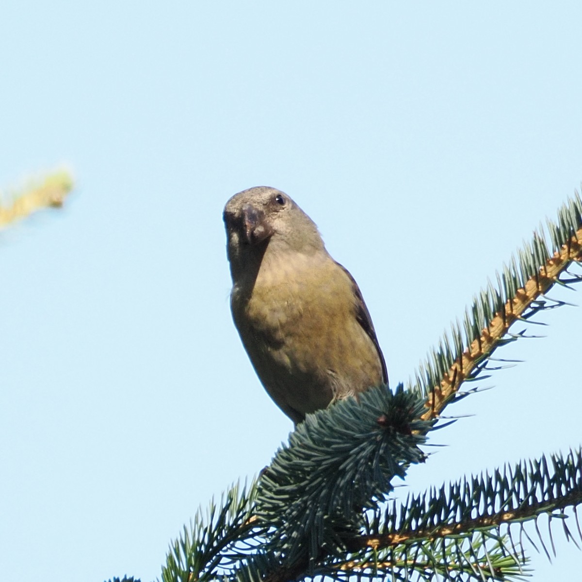 crossbill sp. - ML624476482