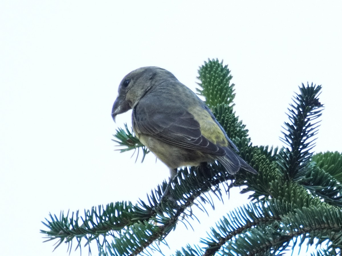 crossbill sp. - ML624476530
