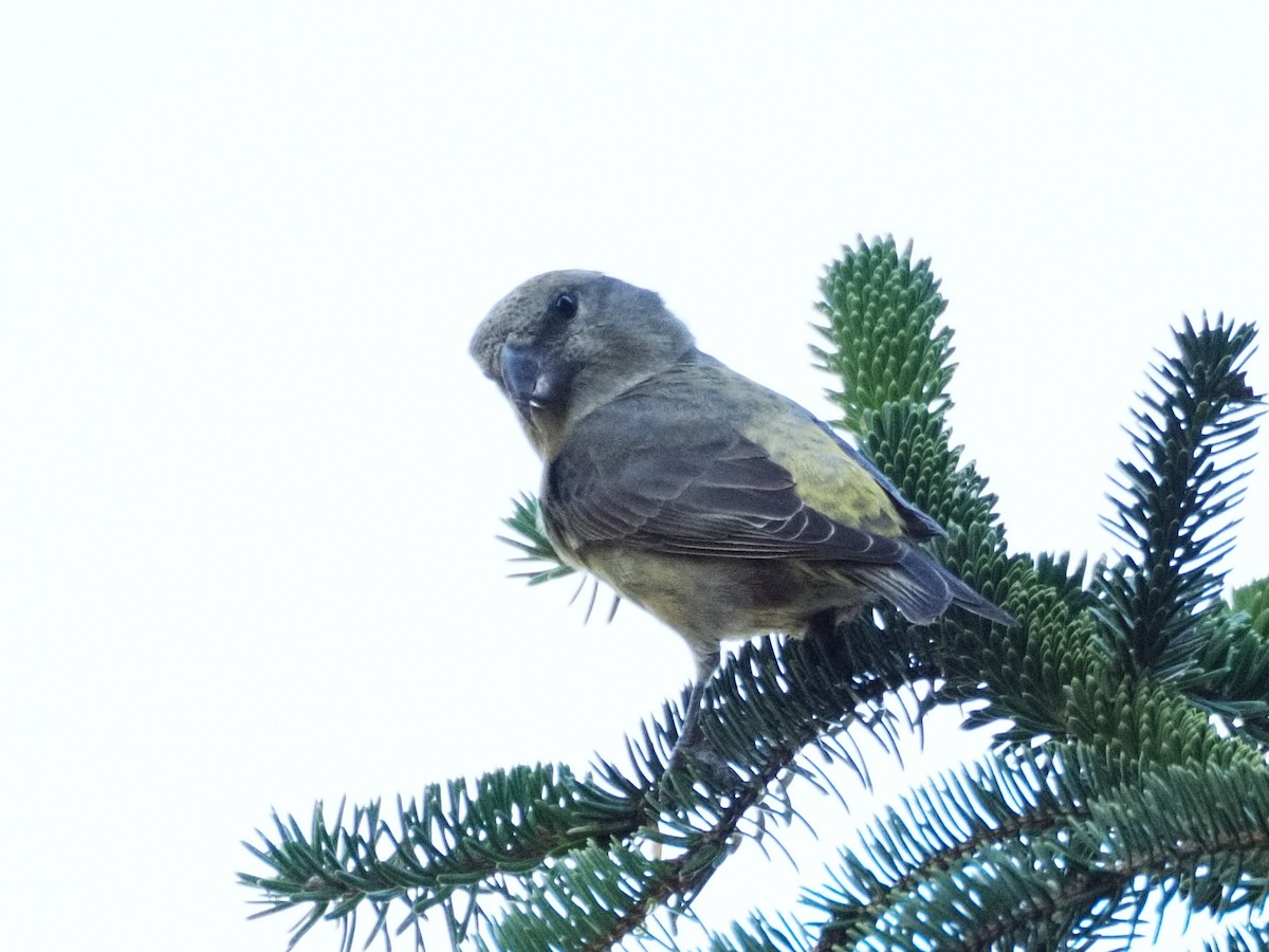 crossbill sp. - ML624476531