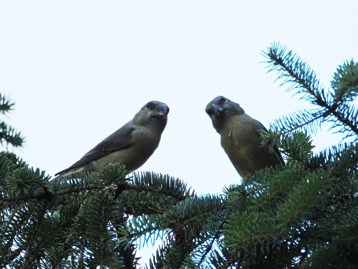 crossbill sp. - ML624476559