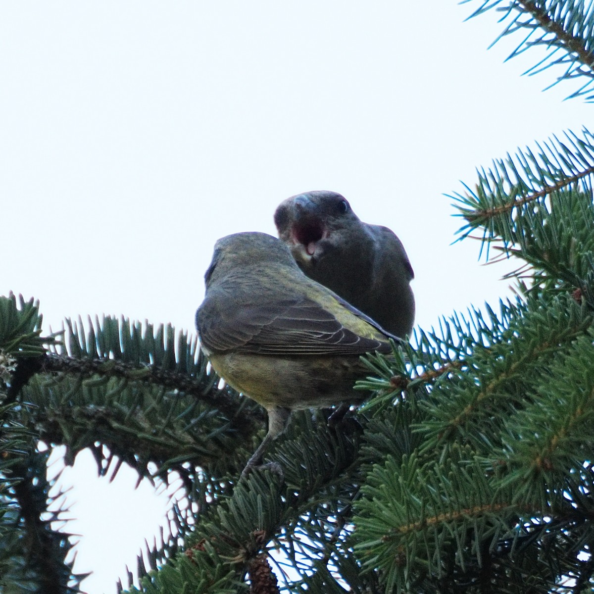 crossbill sp. - ML624476569