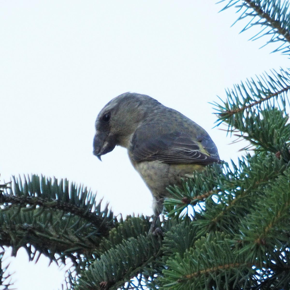 crossbill sp. - ML624476574