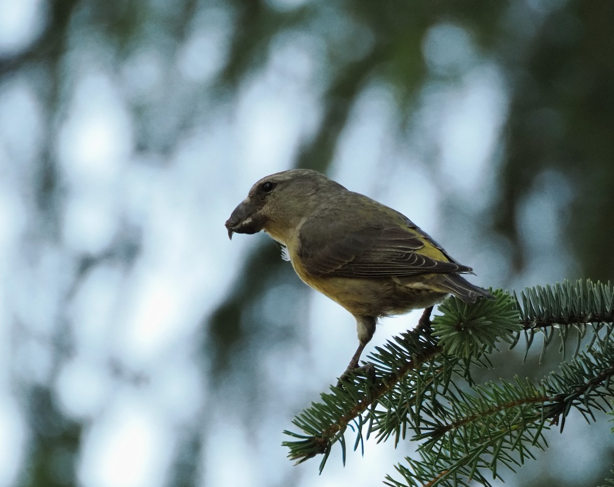 crossbill sp. - ML624476629