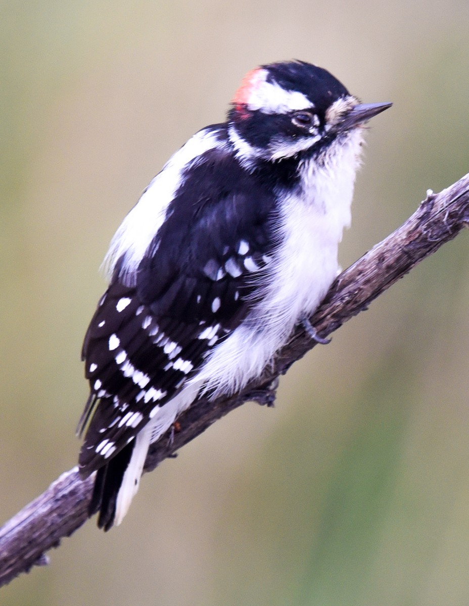 Downy Woodpecker - ML624476634