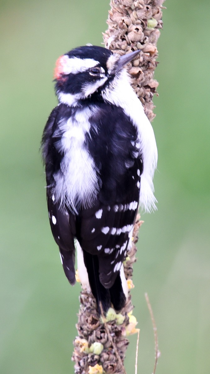 Downy Woodpecker - ML624476635