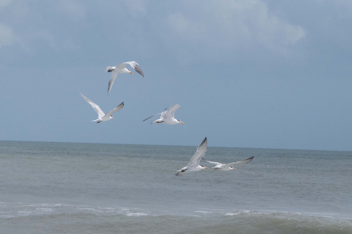 Royal Tern - ML624476822