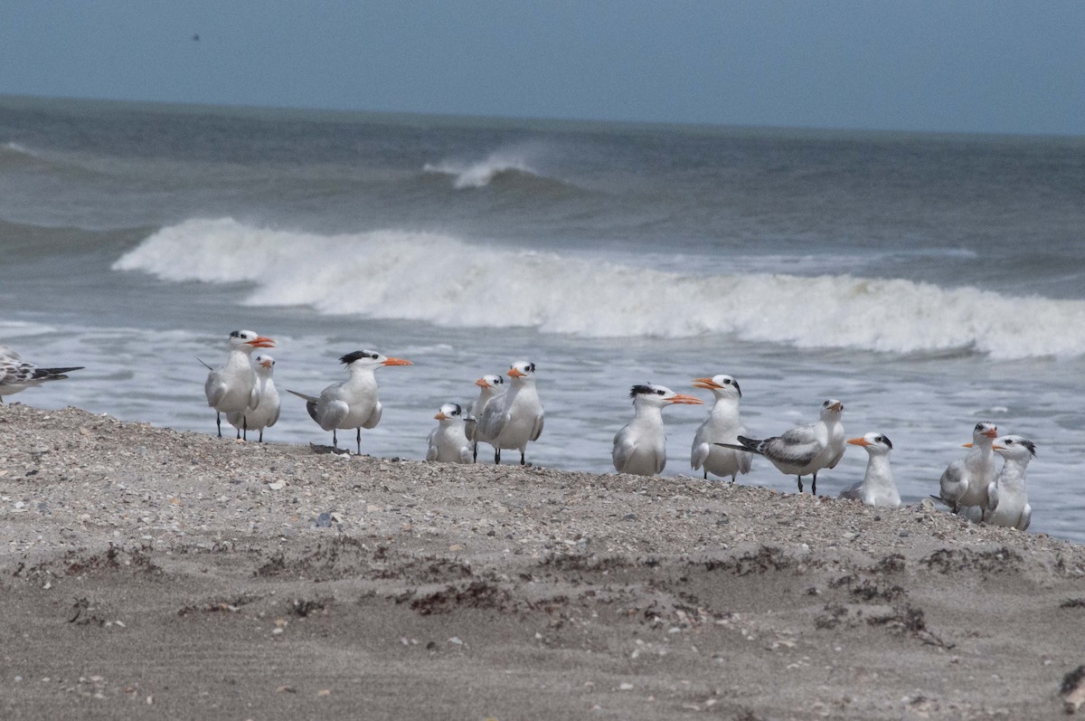 Royal Tern - ML624476823