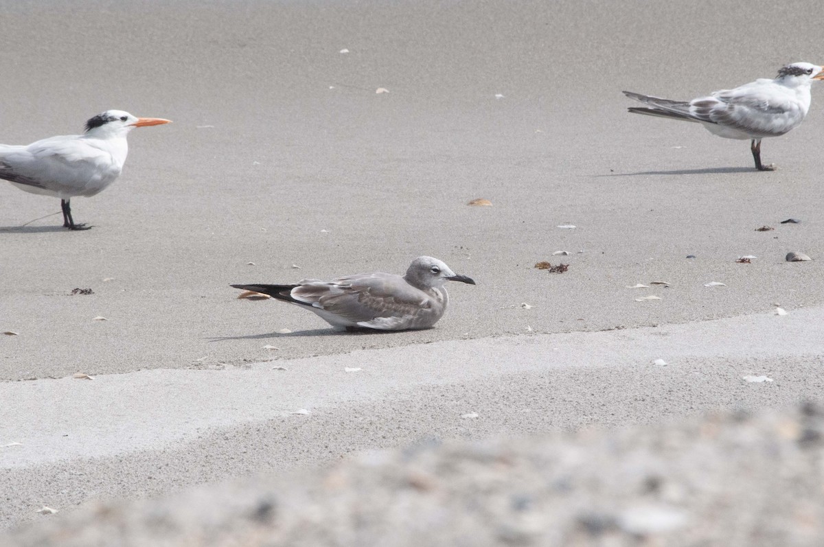 Laughing Gull - ML624476864