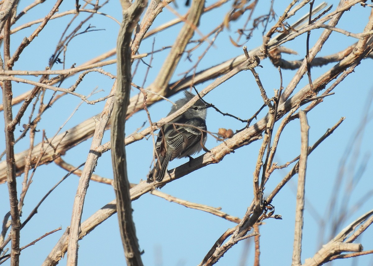 White-crested Tyrannulet (White-bellied) - ML624476875