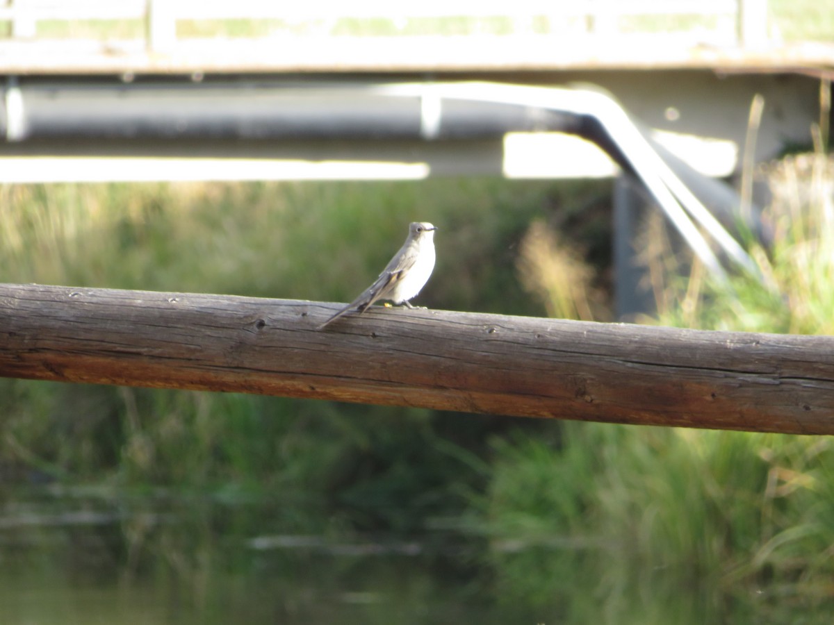 Townsend's Solitaire - ML624476932