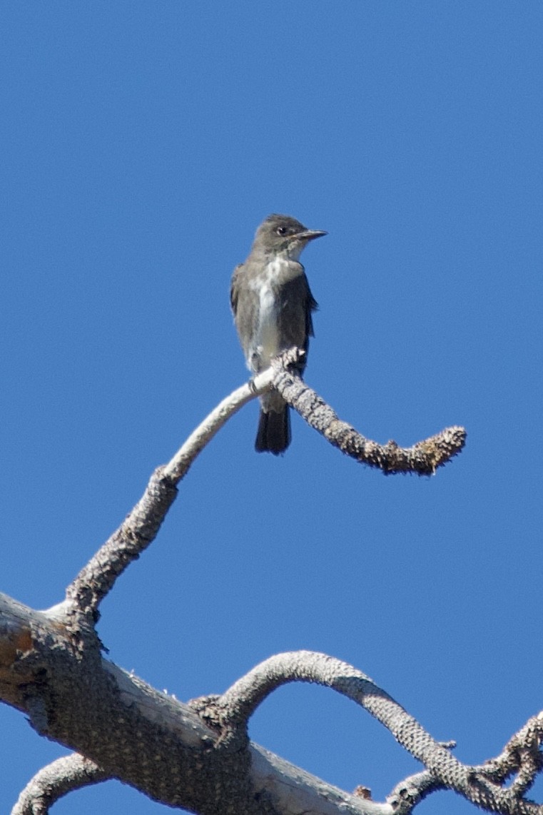 Olivflanken-Schnäppertyrann - ML624476941