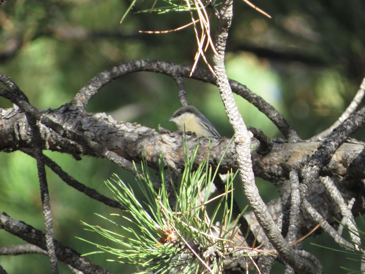 Pygmy Nuthatch - ML624476949