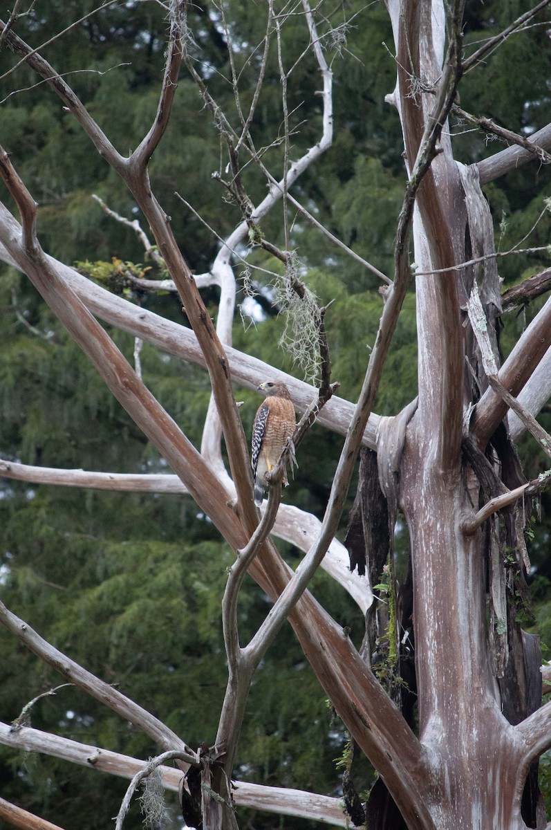 Red-shouldered Hawk - ML624477068