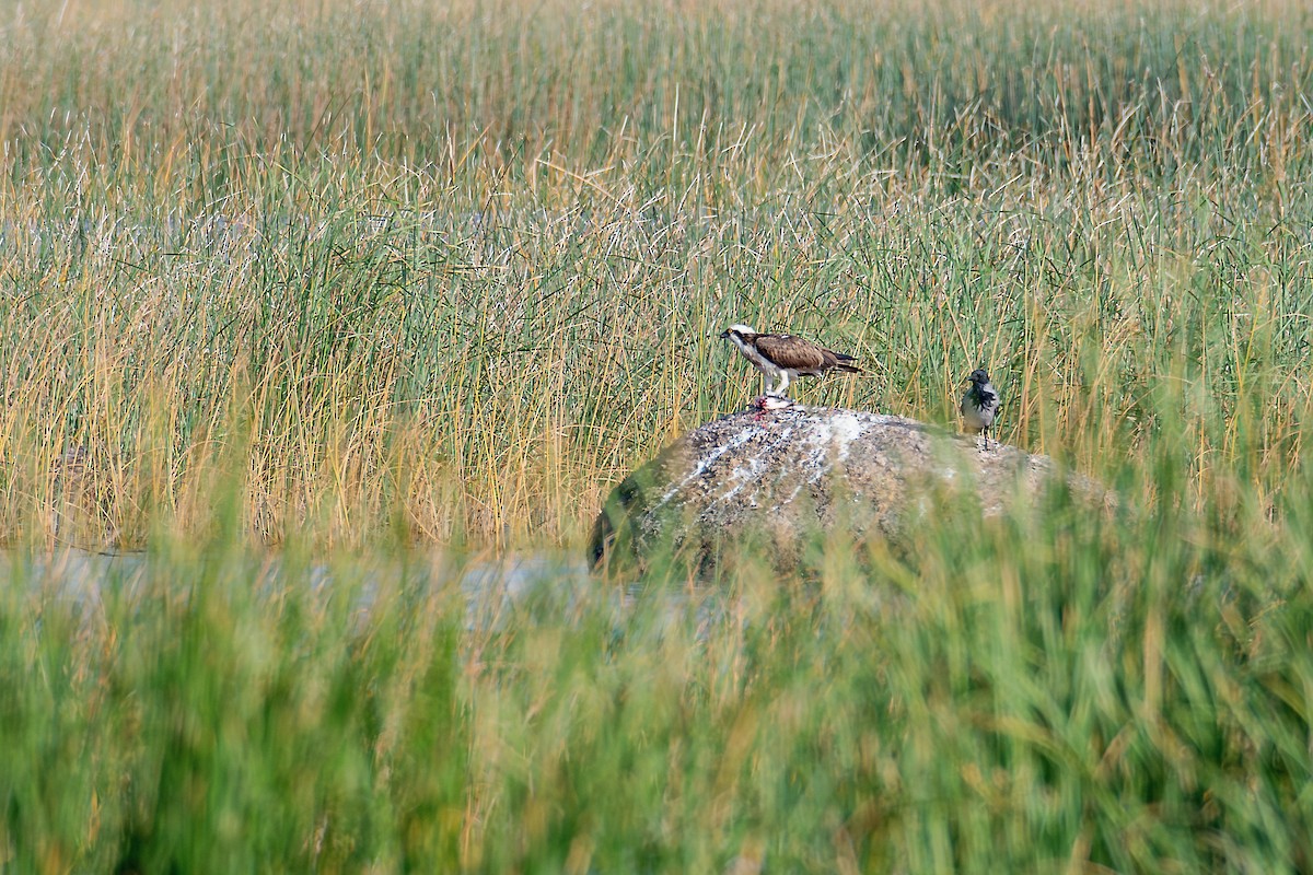 שלך - ML624477093
