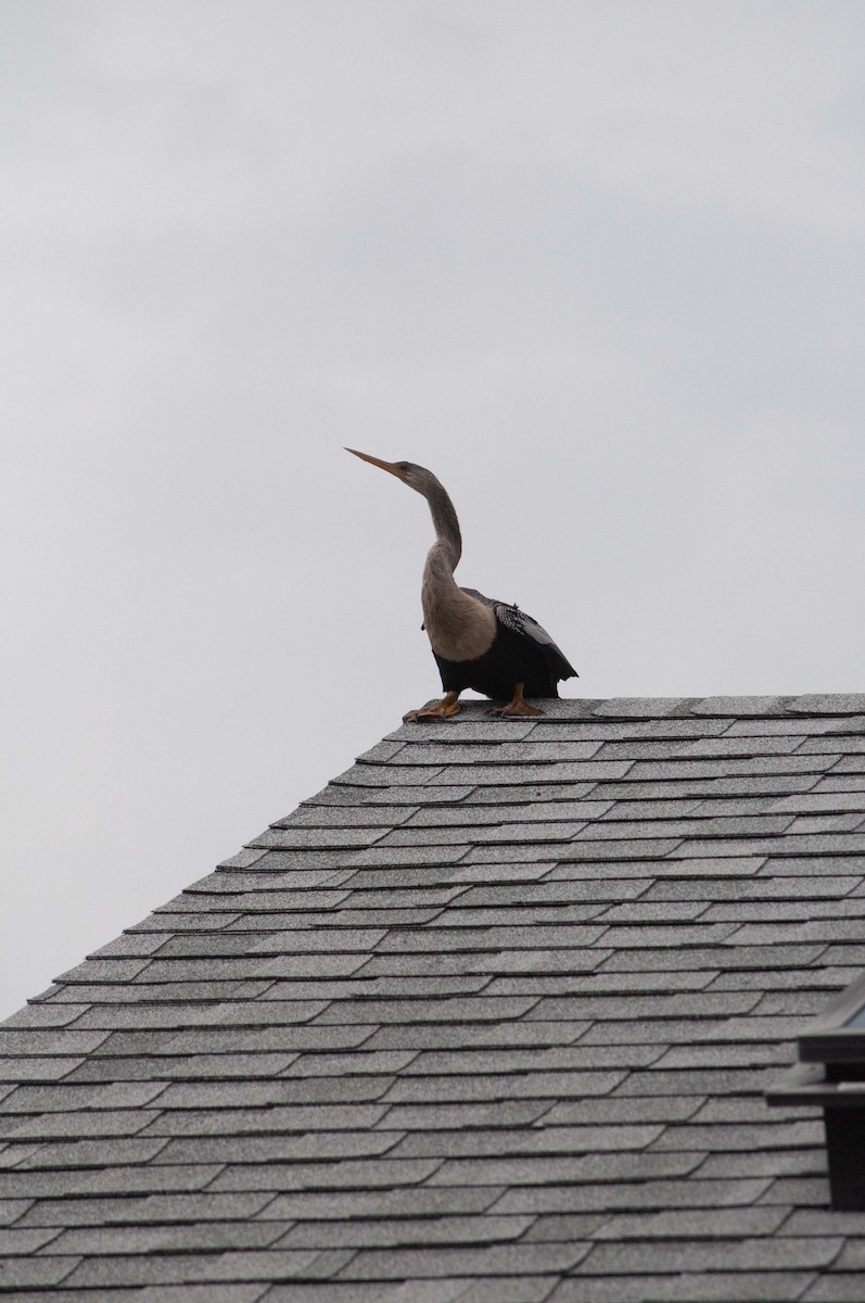 Anhinga - ML624477102