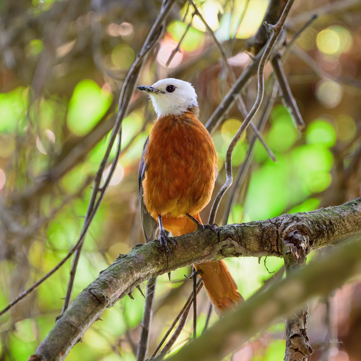 White-headed Robin-Chat - ML624477152