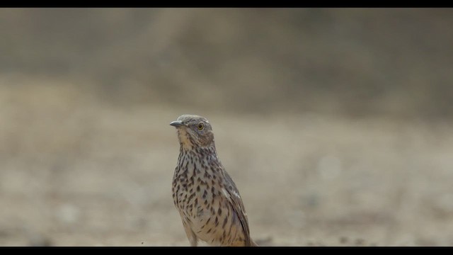 Sage Thrasher - ML624477289