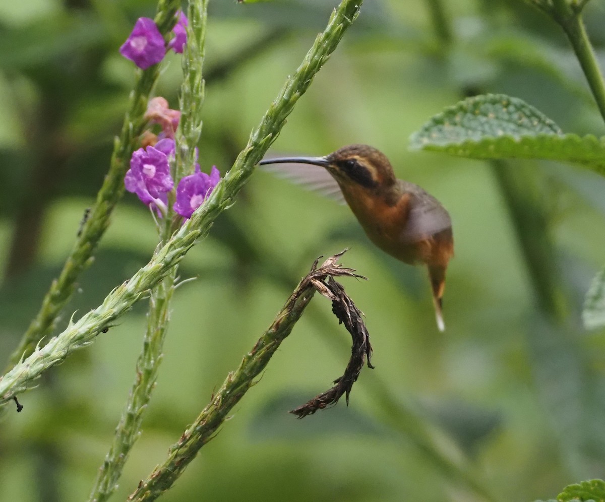 Gray-chinned Hermit - ML624477521