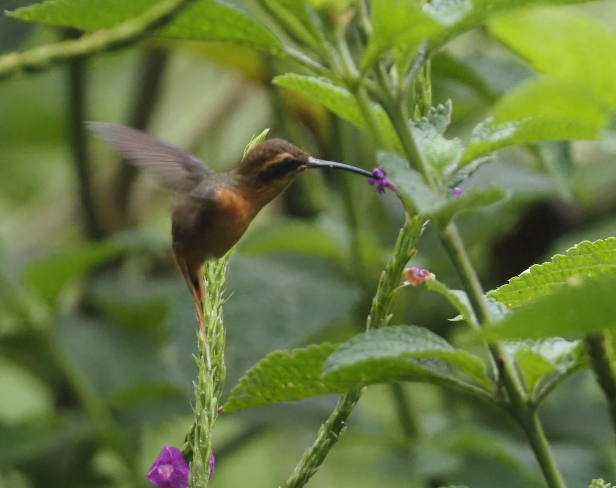 Gray-chinned Hermit - ML624477552