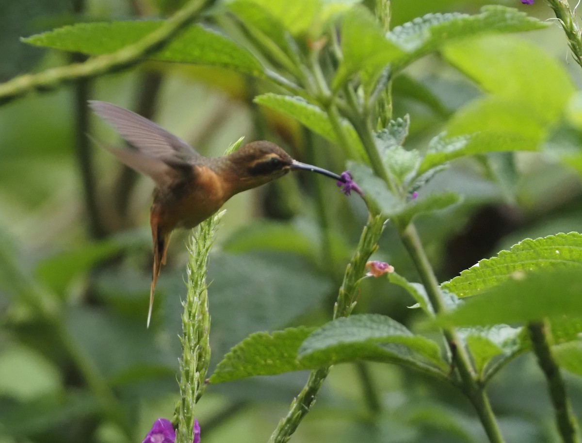 Gray-chinned Hermit - ML624477589