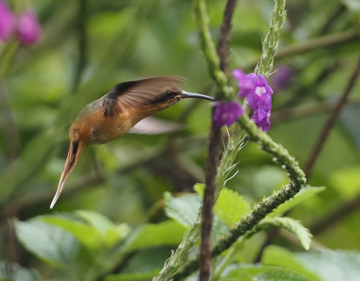 Gray-chinned Hermit - ML624477645