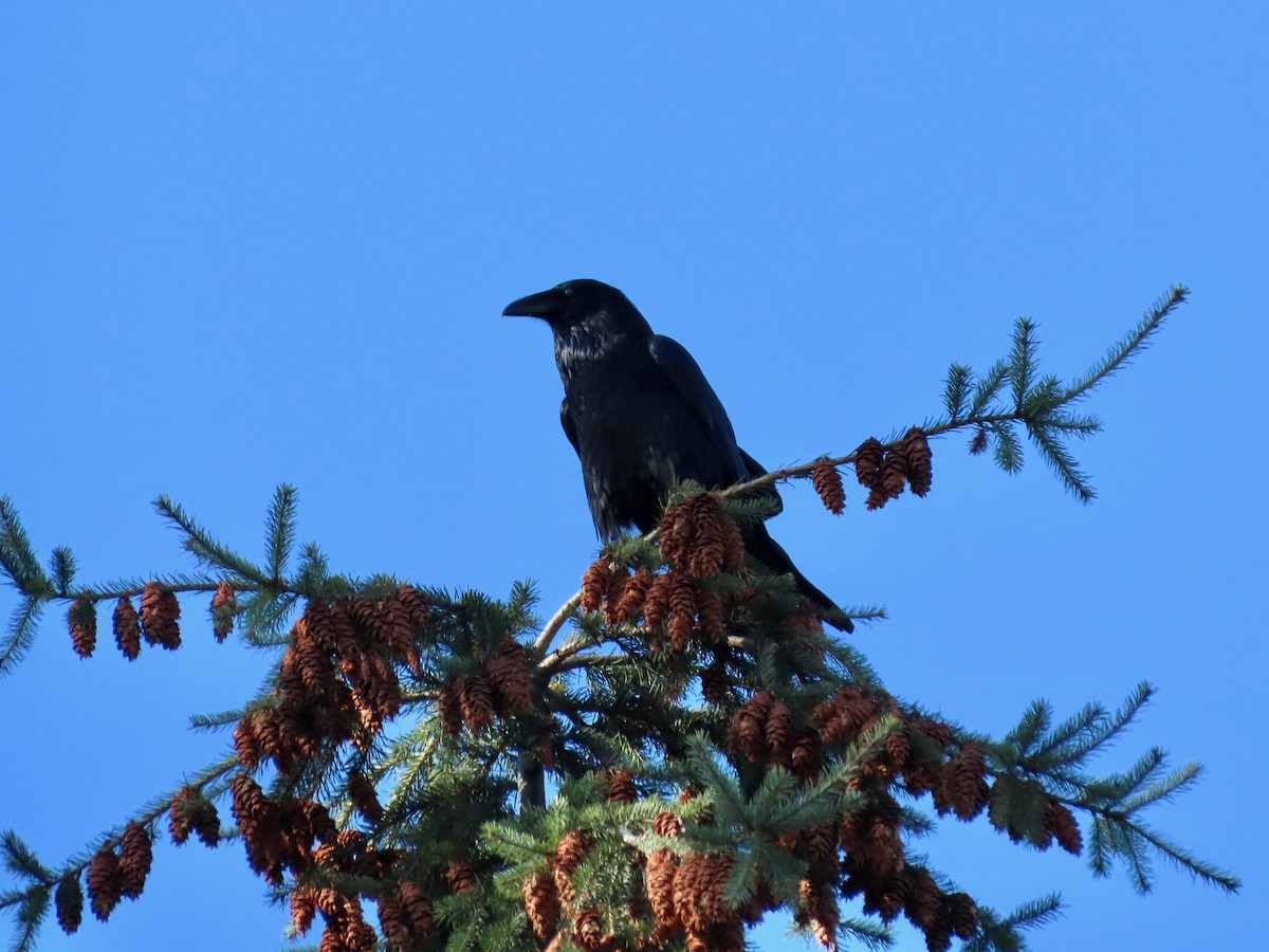Common Raven - ML624477681