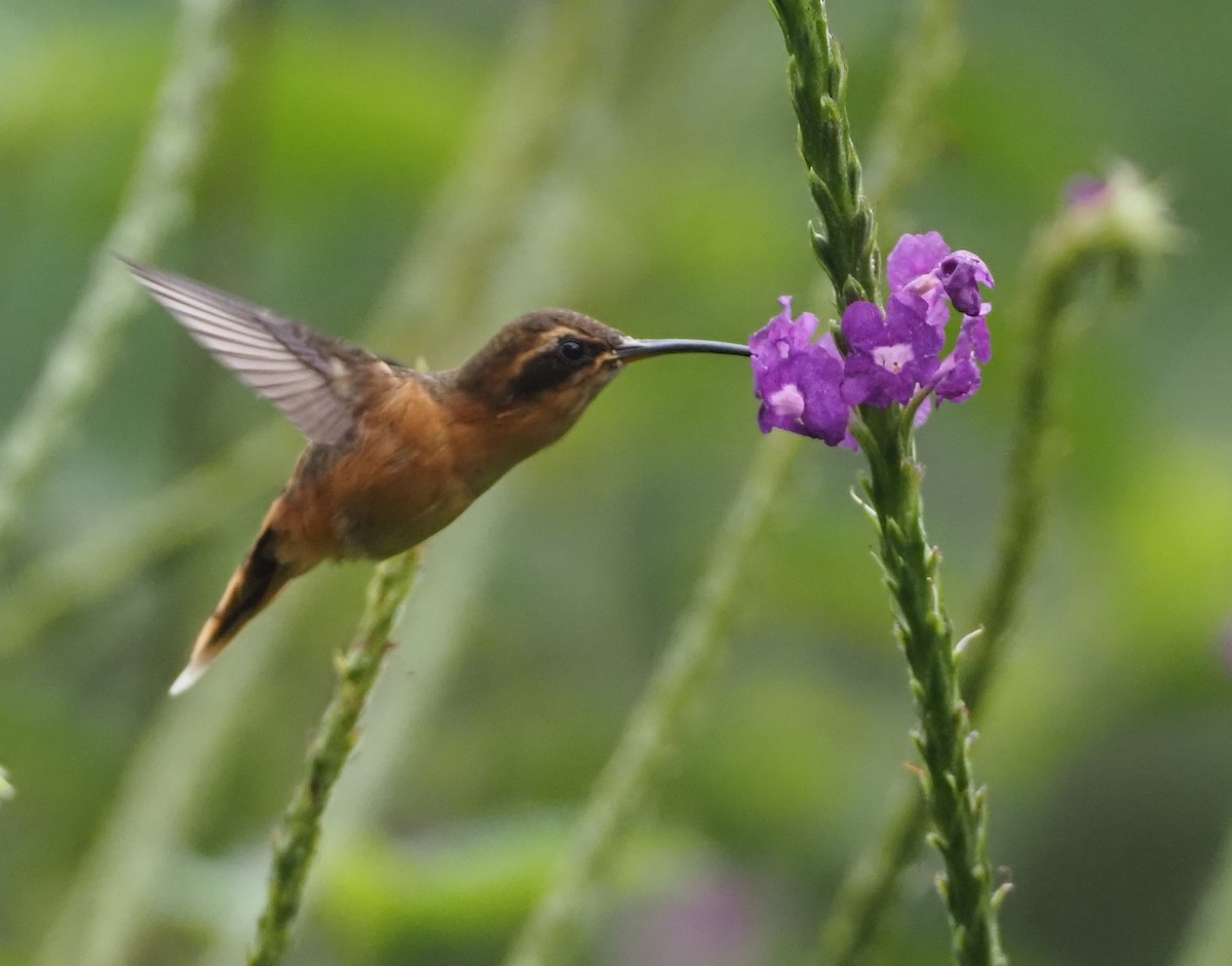 Gray-chinned Hermit - ML624477692