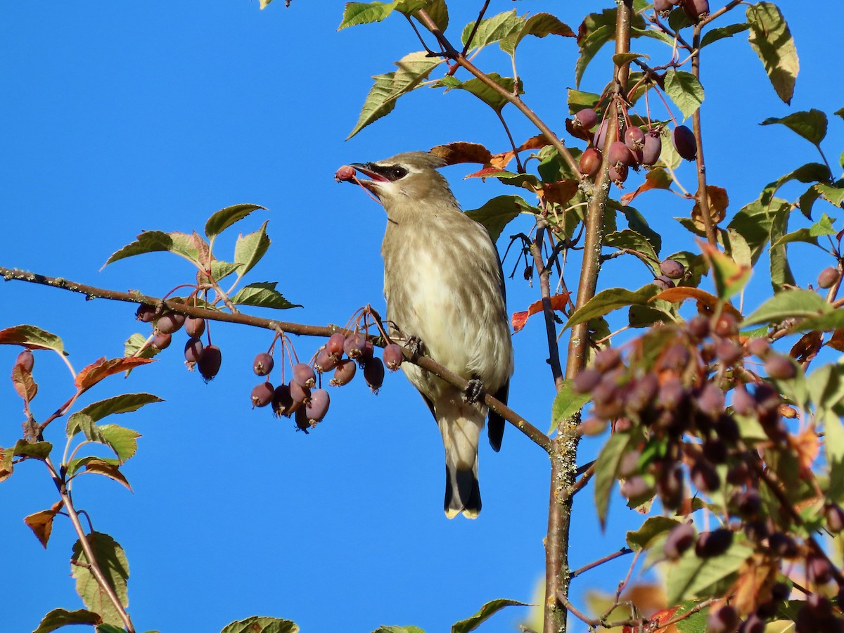 Cedar Waxwing - ML624477696
