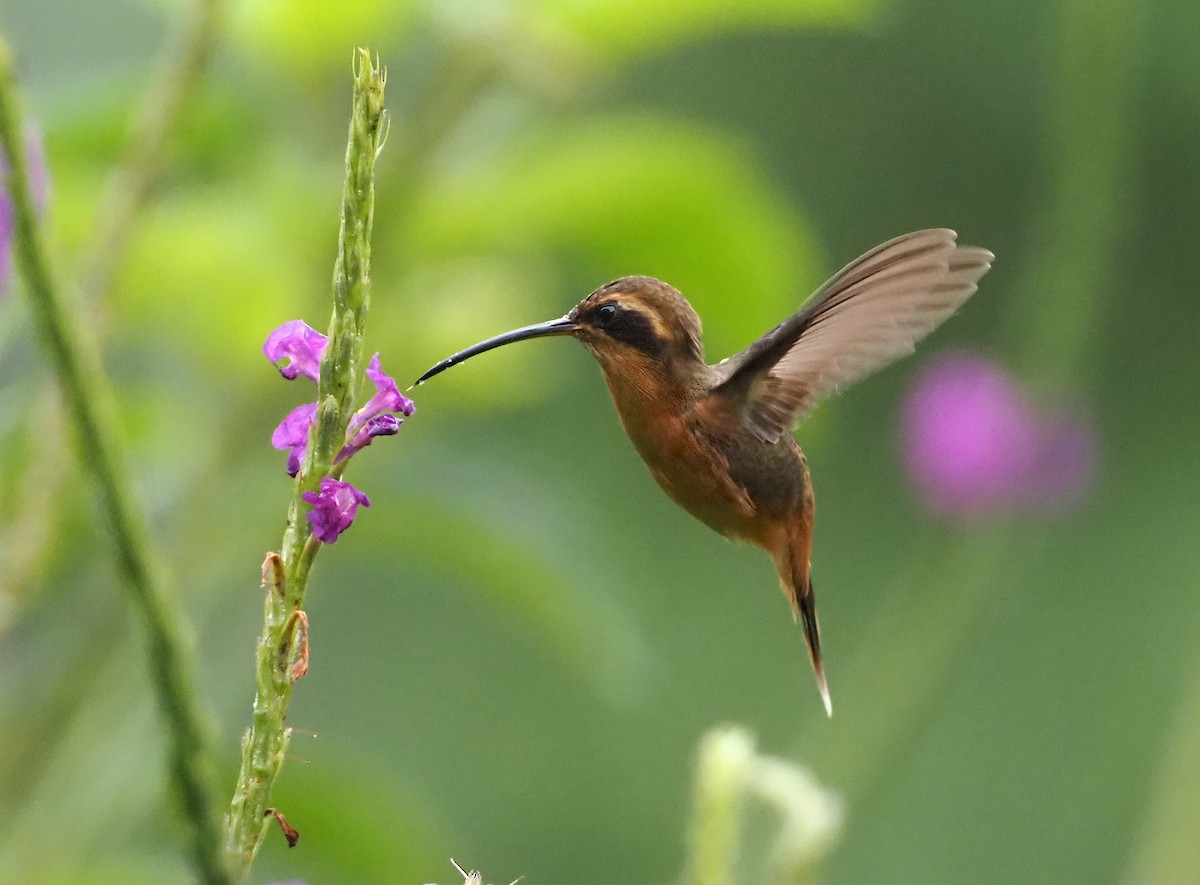 Gray-chinned Hermit - ML624477724